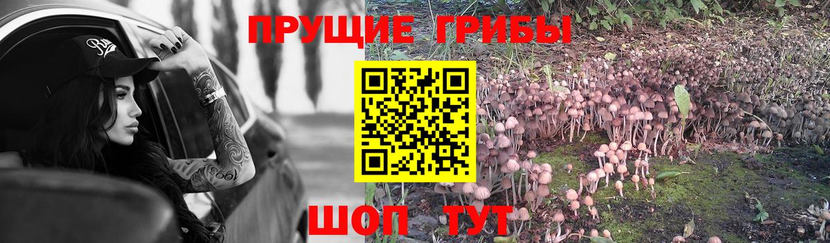 купить   Вход с VPN  Псилоцибиновые грибы Psilocybine cubensis  Лениногорск  Галлюциногенные грибы MAGIC MUSHROOMS 